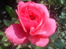 DSC06771