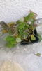 oxalis alb