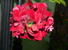 DSCN9636