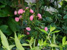 DSCN9654
