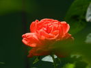 DSCN9746