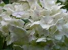 DSCN9766
