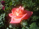DSC07728