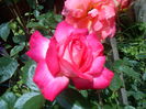 Rose Guajard