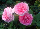 DSC09217