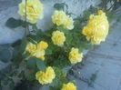 Golden Delight