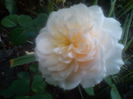 Crocus Rose