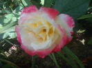 DSC00514
