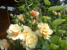 DSC08791