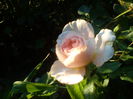 DSC09155