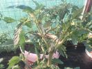 IMG_20140702_195643