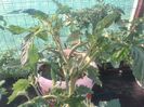 IMG_20140702_195646