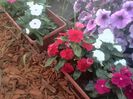 IMG_20140702_195941