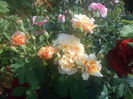 DSC08372