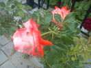 DSC08542