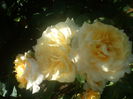 DSC07713