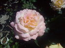 Madame Meilland