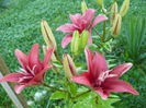 Lilium Red County