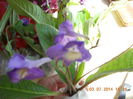 frumoase 016