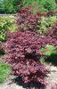 acer-palmatum-skeeters-broom