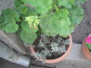 Picture 077