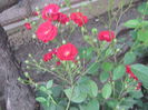 Picture 080