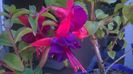 FUCHSIA DOLLAR PRINZESSIN