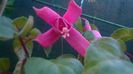 Fuchsia Pink Galore