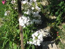 Picture 152
