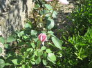 Picture 160