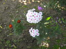 flox in primul an 2013