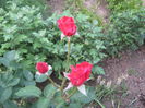 Picture 594