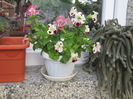 mimulus