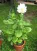 dalia 2014