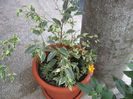 ficus benjamin