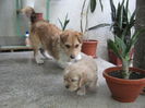 poze 11.01.2013 053