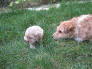 poze 11.01.2013 064