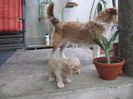 poze 11.01.2013 050
