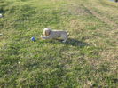poze 11.01.2013 170