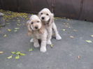 poze 11.01.2013 206
