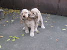poze 11.01.2013 207