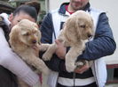 poze 11.01.2013 220