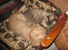 poze 11.01.2013 229