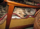 poze 11.01.2013 230