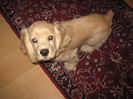 poze 11.01.2013 271