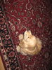 poze 11.01.2013 327