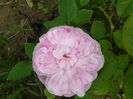 Sydonie (old Damask)