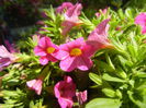 Calibrachoa Pink (2014, June 24)