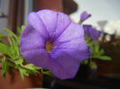 Calibrachoa Blue (2014, June 27)