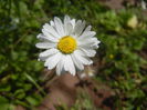 Bellis perennis (2014, June 24)